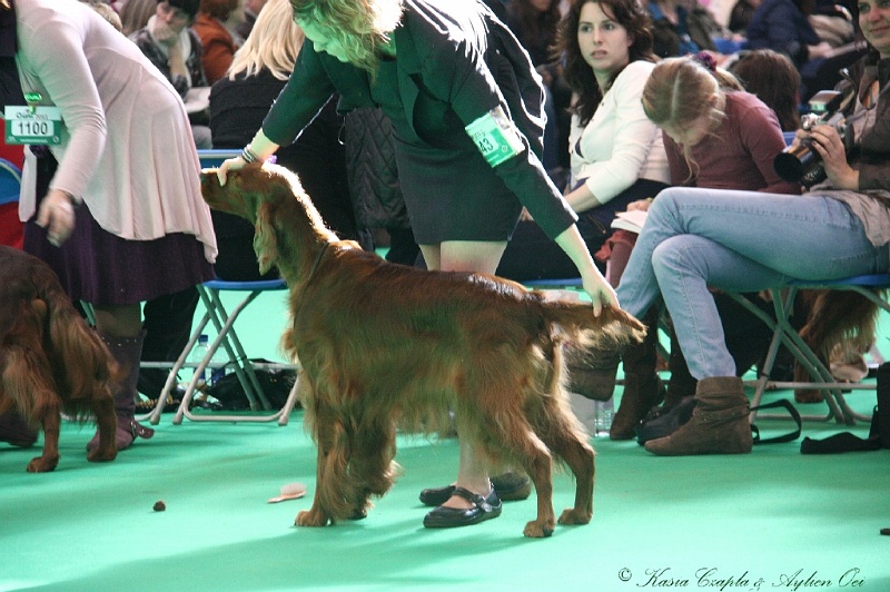 Crufts2011 672.jpg